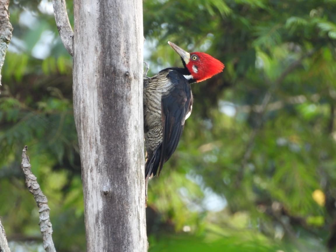 Carpintero real de cresta carmesí trepado en el tronco de un árbol
