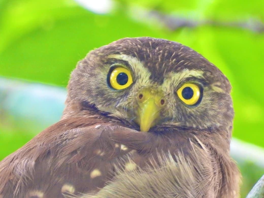 Currucutú de ojos amarillos mirando de frente a la cámara