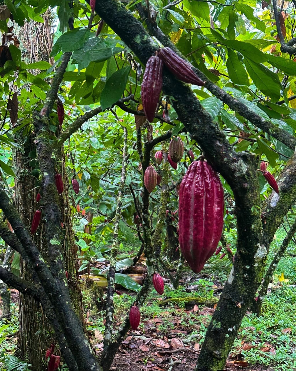 Mazorcas de cacao madurando en el árbol