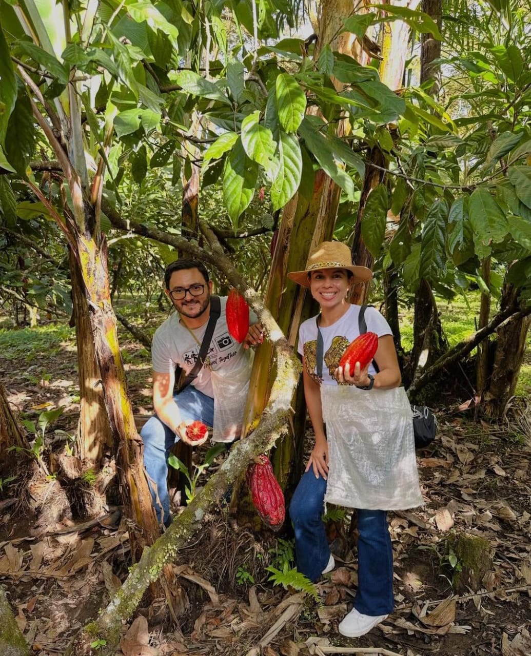 Visitantes cortando mazorcas maduras en el cultivo